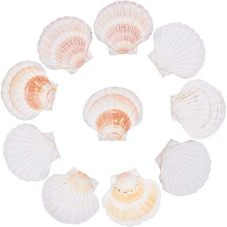 AHANDMAKER Seafood Natural Sea Shells, 10 Pcs Natural Shell Display Decorations for Shells Crafts DIY Craft Decor