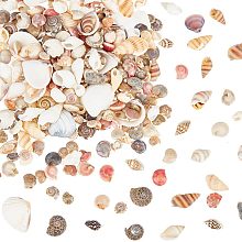 PandaHall Elite 152g Natural Seashells Decorative Craft Shells Mixed Beach Shells No Hole Knobby Starfish Sea Nail Moon Shell for Beach Theme Party Wedding Decor DIY Candle Making 4mm-27.5mm