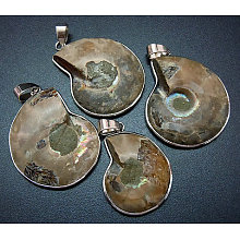 Honeyhandy Snail Fossil Pendants, with Brass Pendant Settings, Platinum, Dark Khaki, 35~50x25~35x8mm, Hole: 4x6mm