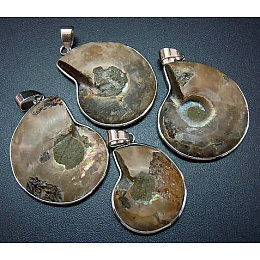 Honeyhandy Snail Fossil Pendants, with Brass Pendant Settings, Platinum, Dark Khaki, 35~50x25~35x8mm, Hole: 4x6mm