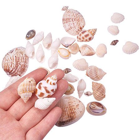 PandaHall Elite Mixed Style Cowrie Cowry Seashells Oval Spiral Shells with Holes for Craft DIY, about 300g/bag