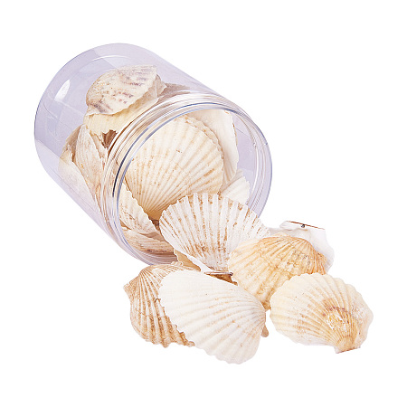 PandaHall Elite 30~40pcs/box FloralWhite Sea Shell for Home Decorations Craft Projects, 46~49x48~50x5~8mm