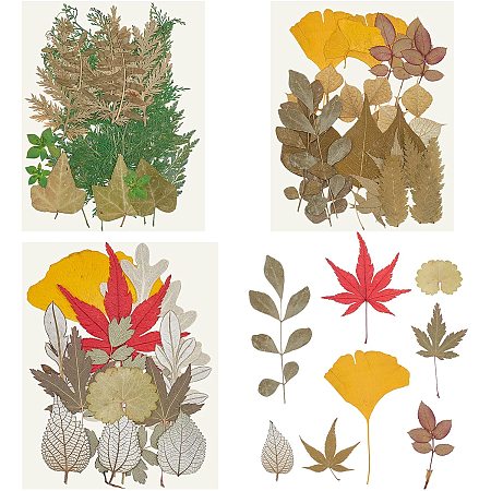 GORGECRAFT 22 Styles Real Dried Pressed Leaves Natural Dry Leaf Plants Maple Ginkgo Leaf Assorted for Resin Mould, Jewelry Making, Art Craft DIY Handmade Bookmarks