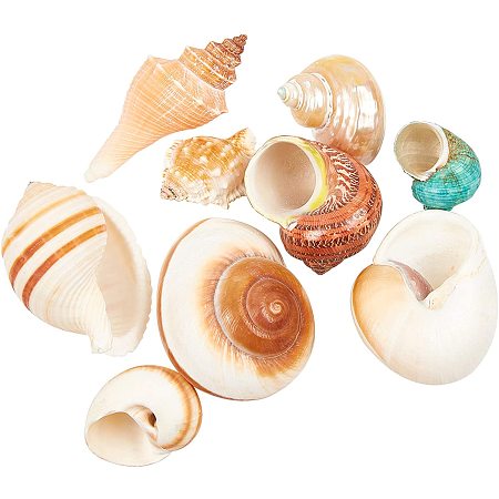 NBEADS 9 Pcs Mixed Color Large Conch Shells, Natural Sea Shells for Wedding Decor Beach Theme Party, Home Decorations, DIY Crafts