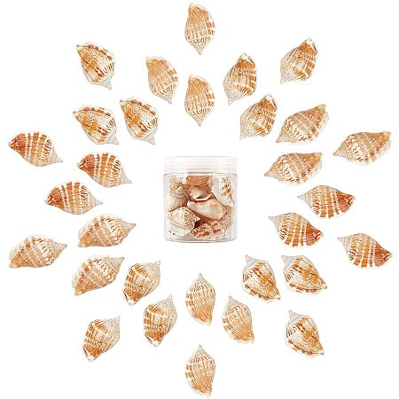 SUNNYCLUE Natural Conch Shell Beads, Goldenrod, 40~65x20~25mm, Hole: 1~2mm; about 150g/box