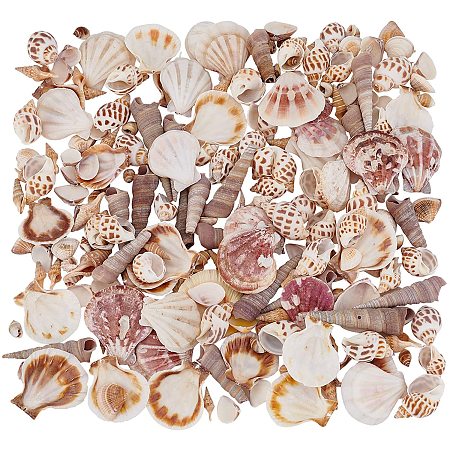 NBEADS 200 Pcs Tiny Natural Seashells Beads, Mixed Ocean Sea Shells Spiral Shell Craft Charms for Fish Tank Home Decorations DIY Crafts