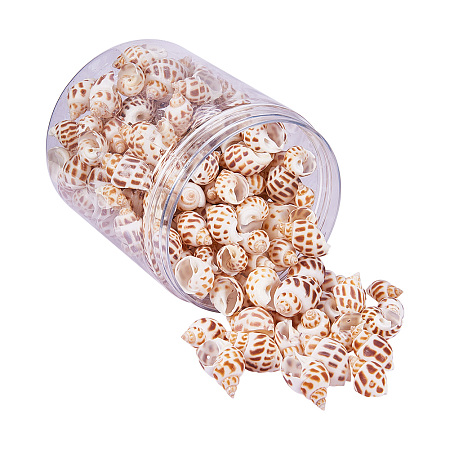 PandaHall Elite 1Box About 140-160Pcs Snail Sea Shells Dyed Beads and Charms with Holes for Craft Jewelry DIY Making Home Deco 32-45mm Length