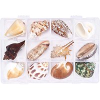 NBEADS 1 Boxes 12 Pcs Natural Shell Home Display Decoration Sets, 1.57~2.17 Inch Undrilled Natural Growth Shells for DIY Craft Jewelry Making, Party, Wedding Decoration, Mixed Color, 4~5.5cm Long
