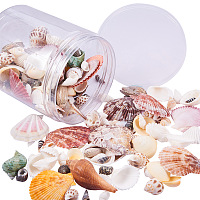 PandaHall Elite Sea Shells Conch Fashion Mixed Beach Seashells for DIY Jewelry Craft Home Decoration, Beach Theme Party Wedding Decor, Fish Tank and Vase Fillers