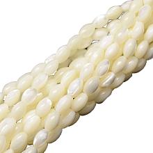 ARRICRAFT 10 Stands 600pcs Ivory Oval Sea Shell Beads Spiral Seashells Natural Gemstone Beads for Necklace, Bracelet, Jewelry Making, Home and Wedding Decor(15.5")