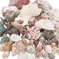 PandaHall Elite 330g Mixed Shape Undrilled Sea Shell Beads No Hole Scallop Sea Shells Natural Ocean Beach Clam Seashells Craft Charms for Home Party Wedding Decoration Fish Tank Vase Filler