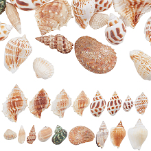 SUPERFINDINGS 37Pcs Conch & Shell Ornaments, for Vase Filler, Beach Theme Party, DIY Craft, Wedding Decor, Mixed Color, 15~77x18~53x6~37mm