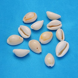 Honeyhandy Natural Cowrie Shell Beads, Seashell Color, 18.5~23x13~14x9~11mm, Hole: 1.5mm, about 470pcs/500g