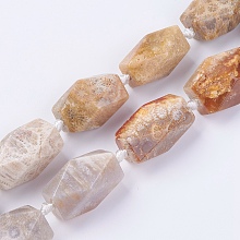 Honeyhandy Natural Fossil Coral Beads Strands, Faceted, Oval, 22~24.5x14~18mm, Hole: 2mm, about 15pcs/strand, 16.3~16.5 inch(41.7~42cm)