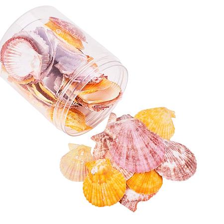 PH PandaHall About 60pcs Mixed Color Sea Shells Ocean Beach Seashells Charms for Craft Making, Home Decoration, Beach Party, Fish Tank and Vase Fillers (No Hole)