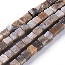 Honeyhandy Natural Fossil Coral Beads Strands, Cube, 4~4.5x4~4.5x4~4.5mm, Hole: 0.8mm, about 96pcs/strand, 15.75 inch(40cm)