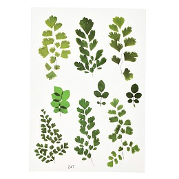 Honeyhandy Waterproof Plastic Self Adhesive Stickers, Plant Pattern, Leaf Pattern, 15x10.5x0.01cm