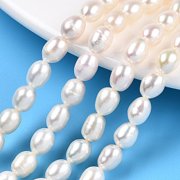 Honeyhandy Natural Cultured Freshwater Pearl Beads Strands, Rice, Seashell Color, 6.8~7.5x5.5~6mm, Hole: 0.7~0.8mm, about 24~25pcs/strand, 7.09 inch(18cm)