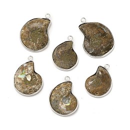 Honeyhandy Natural Conch Fossil Pendants, Fossil Snail Charms, with Brass Findings, Shell, Platinum, 27.5~35x20~26x6~7mm, Hole: 2.5mm