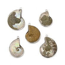 Honeyhandy Natural Conch Fossil Pendants, Fossil Snail Charms, with Brass Findings, Shell, Platinum, 35.5~47x27.5~35x4~10.5mm, Hole: 2.5mm