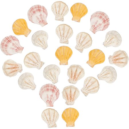 SUNNYCLUE Natural Scallop Shell Beads, Sea Shell Beads, Undrilled/No Hole Beads, Creamy White, 36~43x32~39x7~8mm; about 120g/box